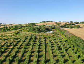 azienda agricola